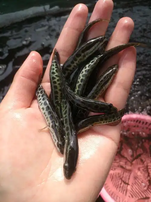 生鱼苗黑鱼苗批发黑鱼苗价格黑鱼养殖技术