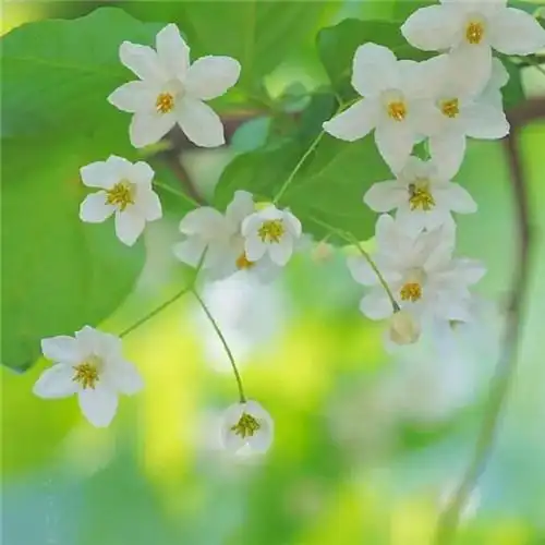 素雅清新花朵头像