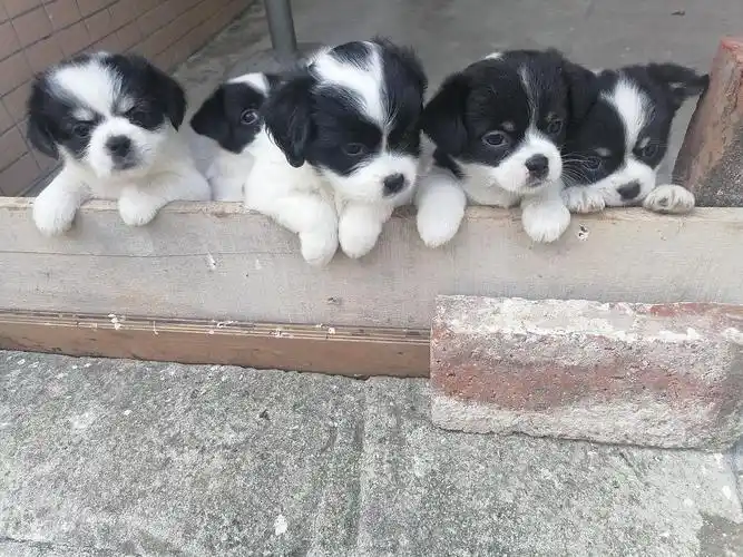 可爱的黑白奶狗