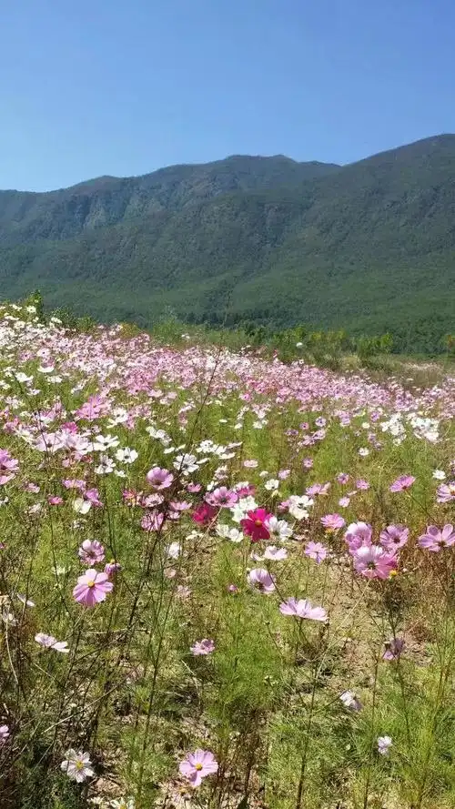 玉龙雪山下的格桑花