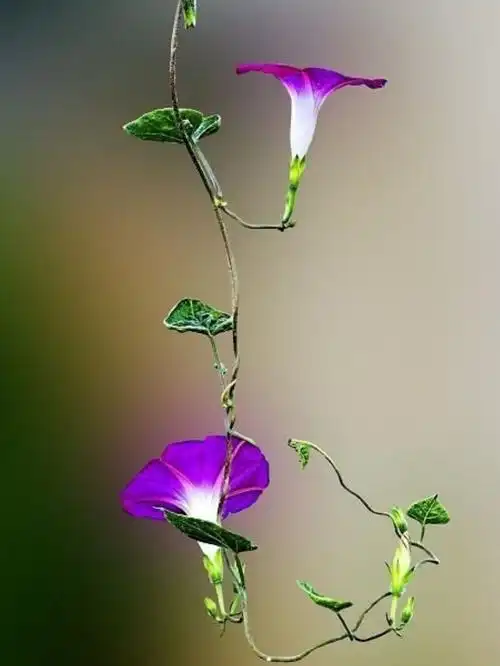 1220_1625竖版 竖屏