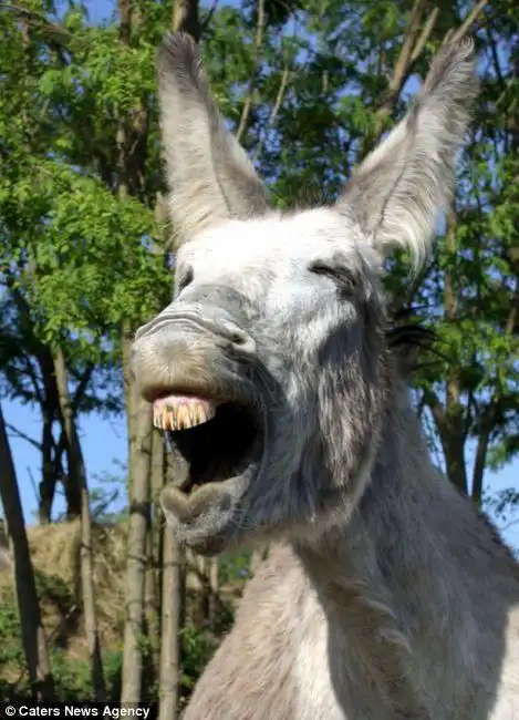 野生动物欢乐爆笑瞬间