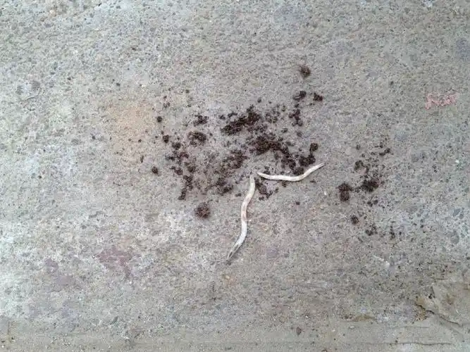 花盆土里翻出来的白虫子,这是蛆吗?长长细细滑滑的.