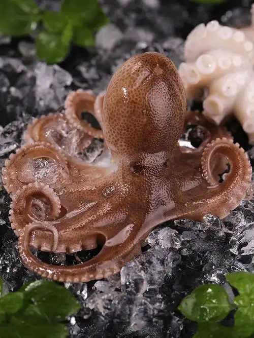 特价小八爪鱼鲜活500