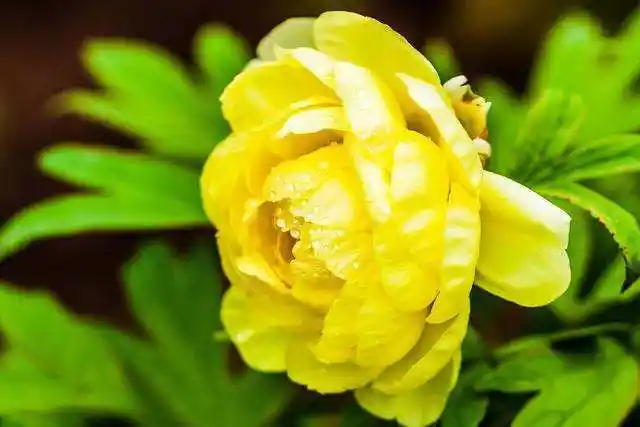 大花黄牡丹