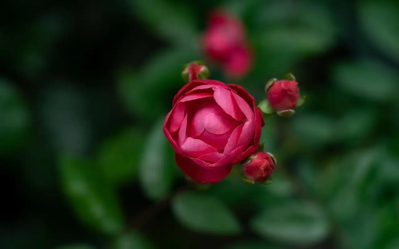 超清绝美红玫瑰图片电脑壁纸
