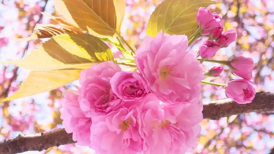 唯美春天樱花清新高清桌面壁纸高清大图预览1920x1080_植物壁纸下载_