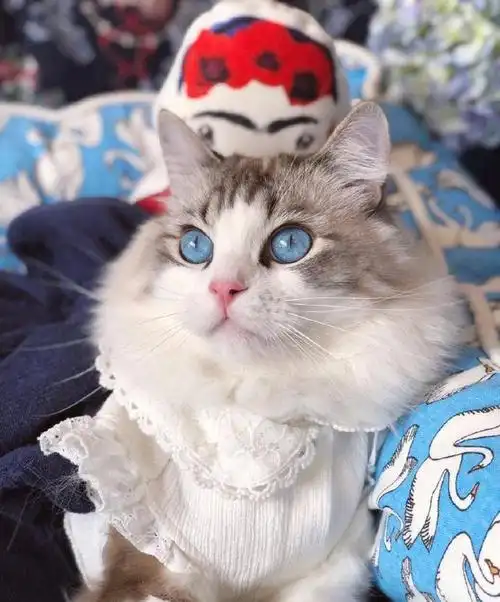 这是我见过最美的布偶猫!颜值逆天主人却说是它是公的,你信吗?