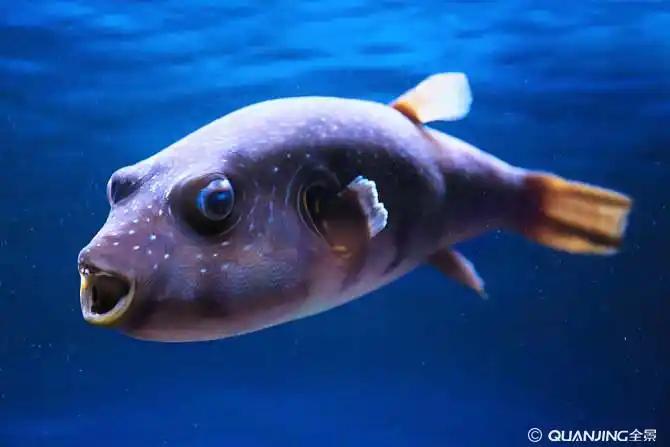 海鱼图片_图片大全