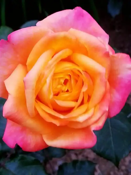 五彩缤纷的月季花,扮靓了多姿多彩的夏天