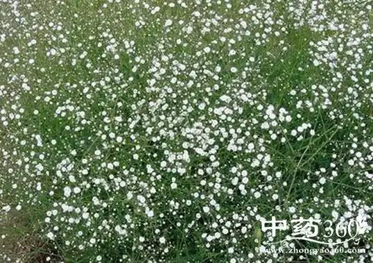 满天星的功效与作用