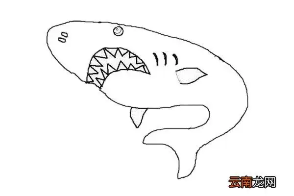 鲨鱼简单凶狠 彩色画法简笔画怎么画步骤教程