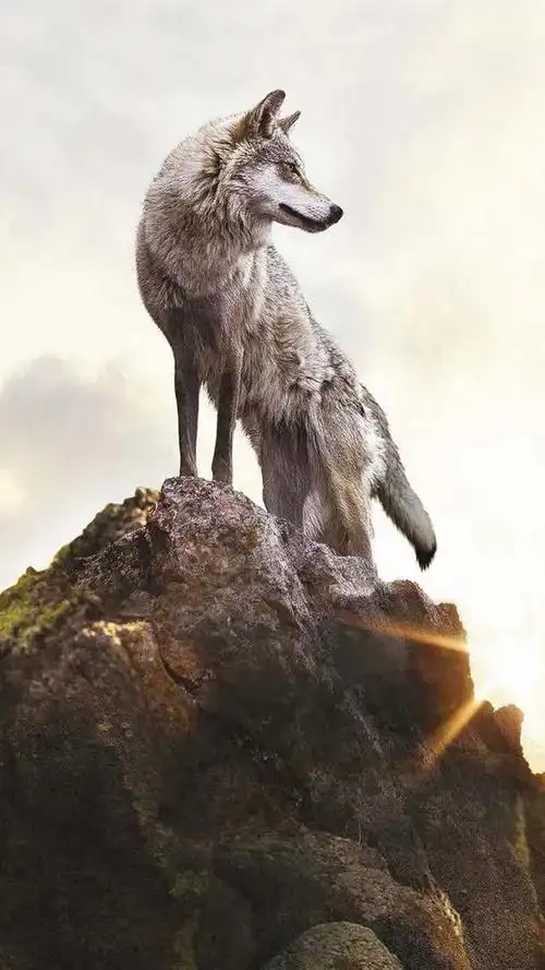 冷酷霸气狼图片,我自己喜欢非常非常狼(高清壁纸 411>)