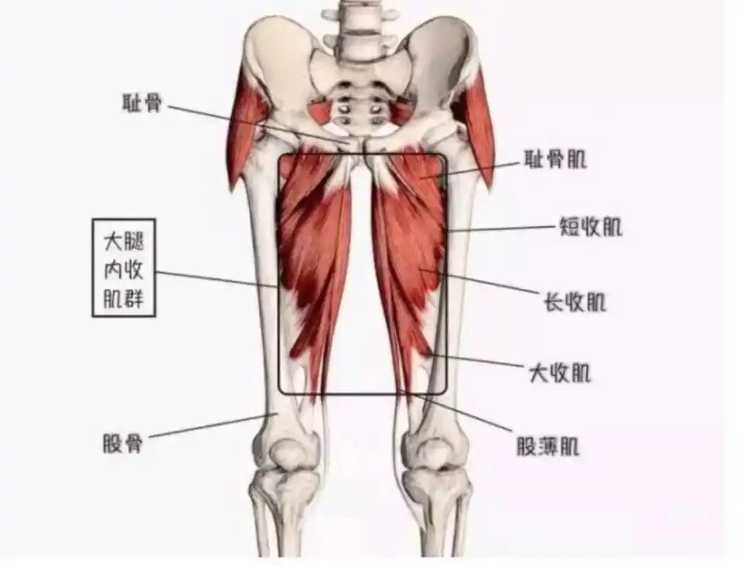 "大腿内收肌群"由大收肌,长收肌,短收肌,耻骨肌,股薄肌五块肌肉一起