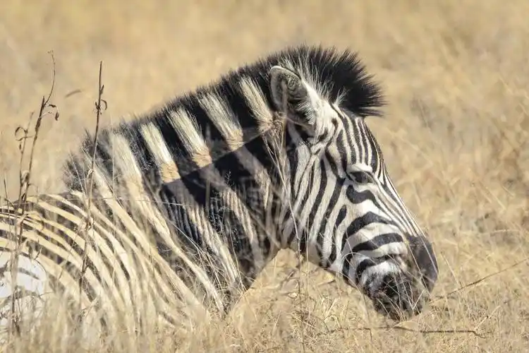 草原上健壮的斑马1440x2560分辨率查看