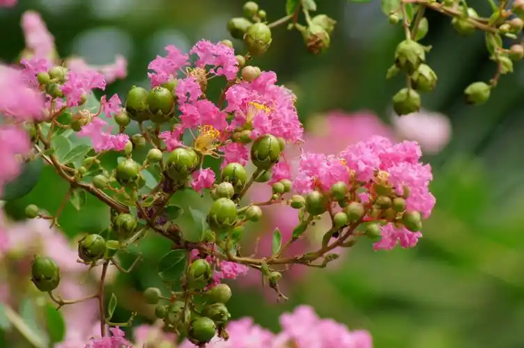 各种颜色的紫薇花图片 鲜花,花朵,花卉,紫薇,紫薇花