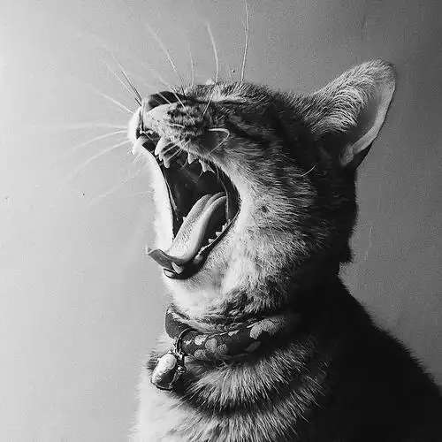 俄罗斯victory day青年