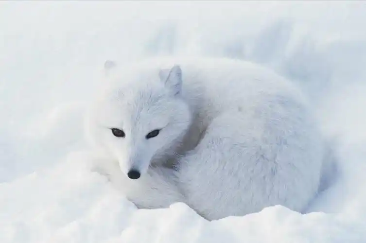 狐狸是一种非常可爱的动物,代表自己性格