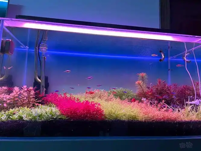 荷兰景草缸理发前vs理发后-图3