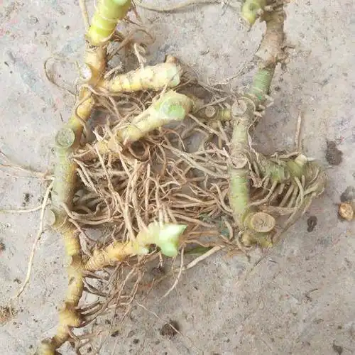 贵州省贵阳市修文县 野生玉竹(竹根七)干货统货