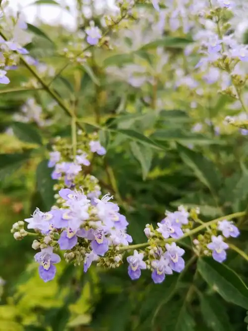 摄影//首发【又见荆条花开】