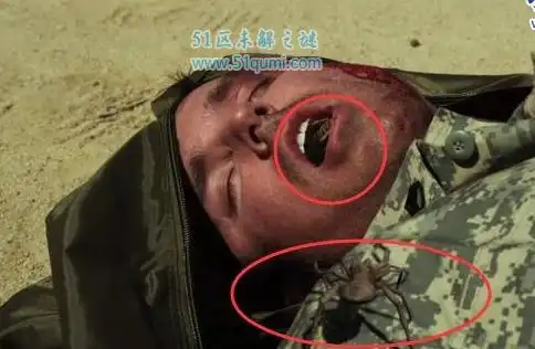 世界上最大的食人蛛,骆驼蜘蛛长25厘米