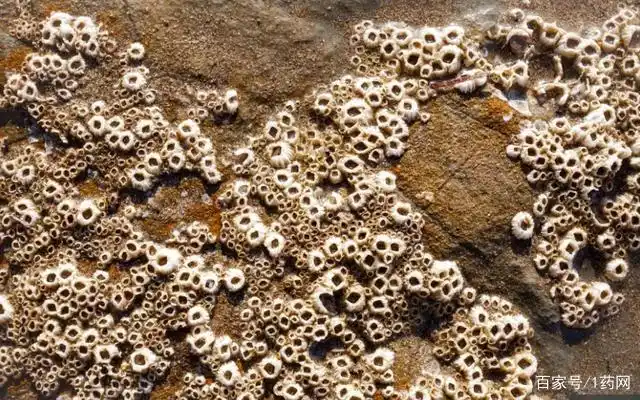 部分学者认为密集恐惧症是一种先天性