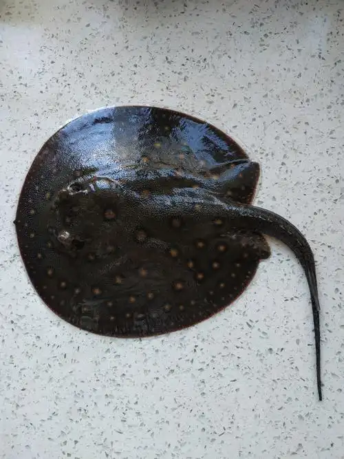 魟鱼 - 龙鱼之巅