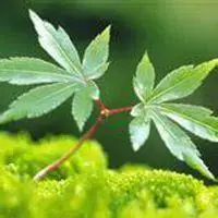 绿色豌豆头像_微信头像图片大全