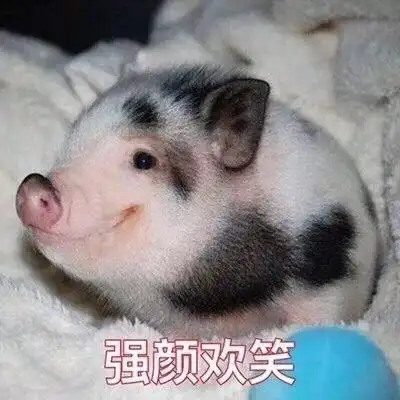 强颜欢笑小猪猪表情包制作斗图表情