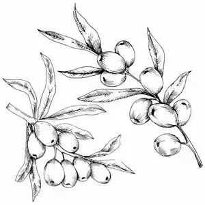 背景,纹理,包装图案,框架或边框的矢量花插画