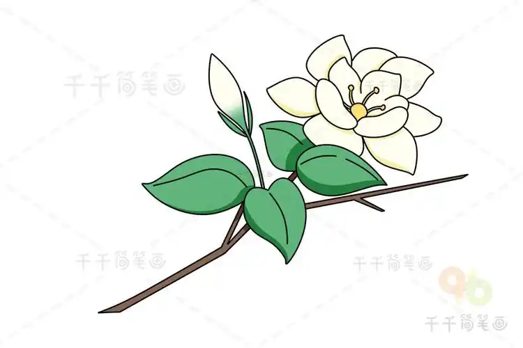 美丽的栀子花简笔画图片