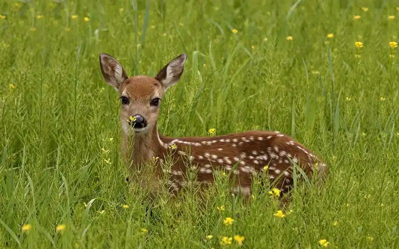 微笑的森林里可爱小鹿电脑桌面壁纸