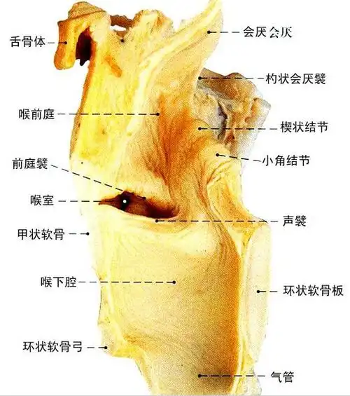 人体喉部位解剖示意图-人体解剖图