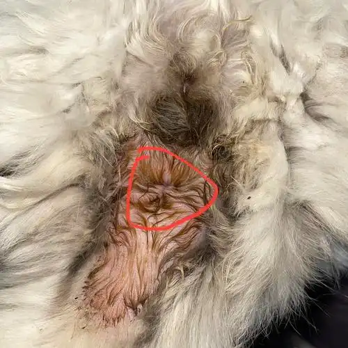 讨论小猫咪菊花松弛有图慎入