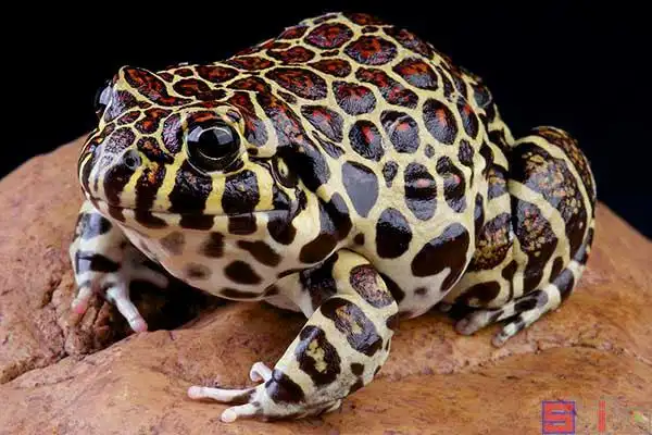 角蛙百科图片_品种大全_饲养繁殖_雌雄鉴别_sbike