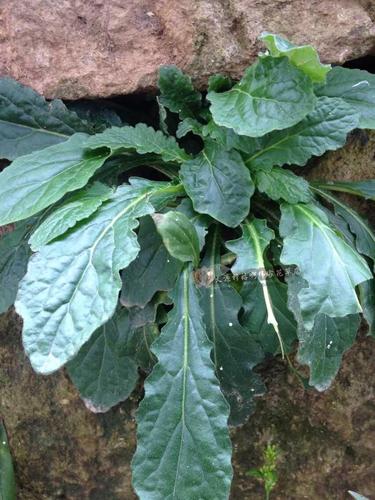 白毛夏枯草(苗)中药草 苦草苗 带根易活易种 庭院菜园可种--爱鉴花