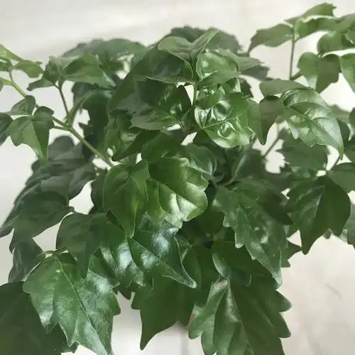 【基地直供】小幸福树(90)富贵观叶植物小盆栽办公室绿植花卉