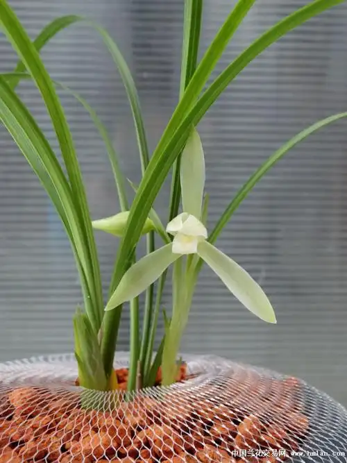 春兰新品素花2苗2花 - 中国兰花交易网