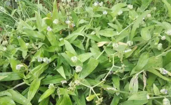 大苞水竹叶为 匍匐草本植物,基生叶丛生,线形或阔线形,茎生叶互生