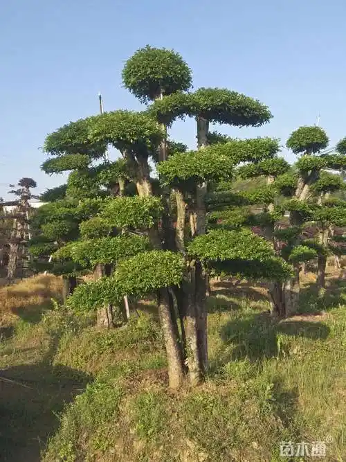 15公分造型榔榆