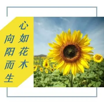 向日葵阳光积极向上黄色文艺小清新微信朋友圈背景封面