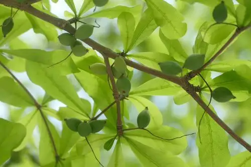 云雨守心小叶榄仁