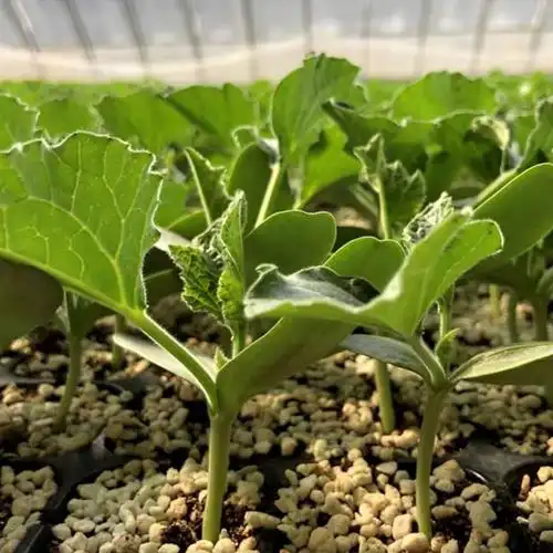 小葫芦苗文玩葫芦苗手捻亚腰葫芦苗庭院阳台观赏大中小美国葫芦苗