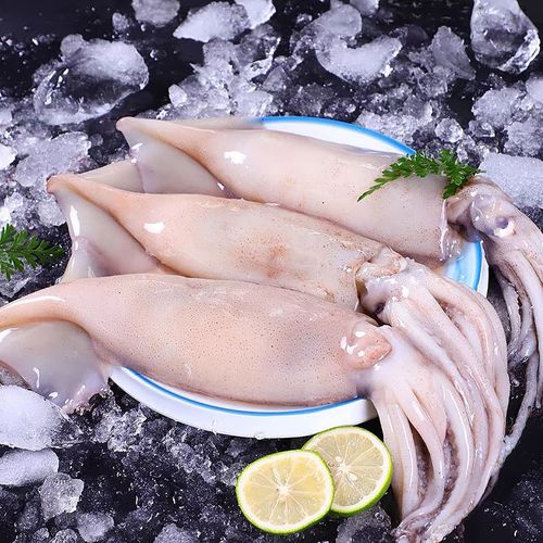 超大深海鱿鱼10斤冷冻冷链发货水产新鲜烧烤冷冻鱿鱼