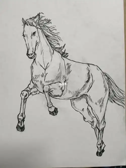 骏马速写