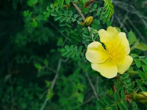 模糊的绿与蓝仿佛没有了界限 一叶青黄,一簇紫 年老树干也会长出银杏