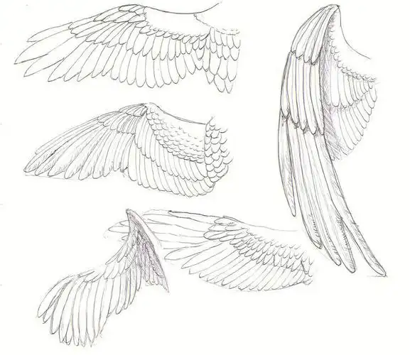 万能素材设计装饰画插画02翅膀手绘线描