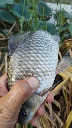 国庆节前后探钓各野钓点,既有惊喜的鱼获也有碰上电工的无趣