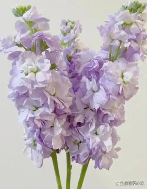 代表希望和曙光的花有哪些?